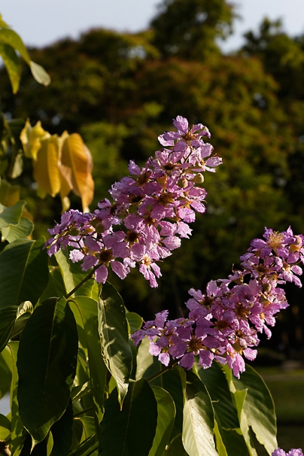 Suan Luang-JUN14-074